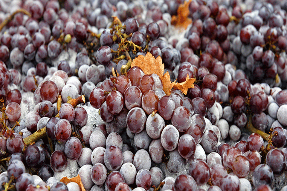 Grapes