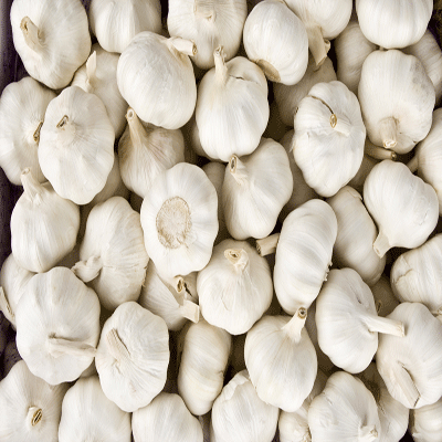 Garlic